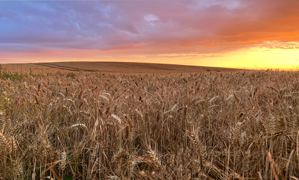 Field 299X180